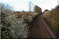 TM3965 : Blossom lining the railway track, Kelsale by Christopher Hilton