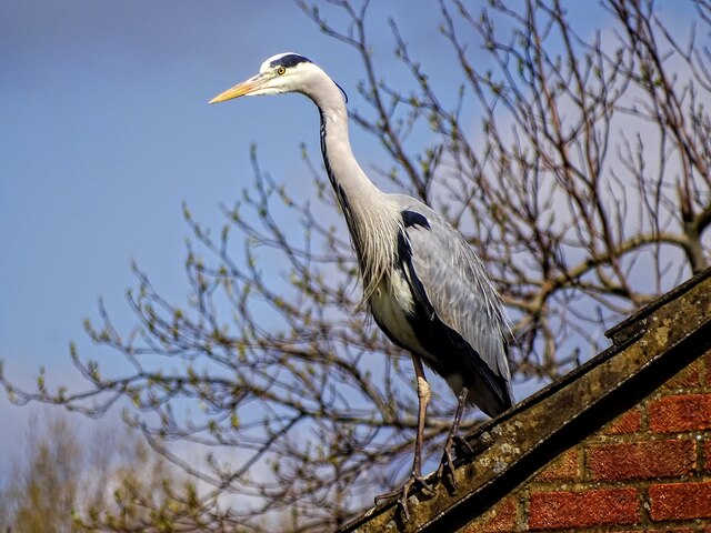Heron, Swindon