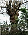 Oak with heavily burred trunk, by Hurst Lane, Sedlescombe