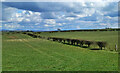 Farmland near Tarbolton