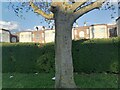 Tree on Church Lane, Kingsbury