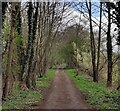 SO8472 : Path along a former railway line by Mat Fascione