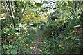 Wooded footpath