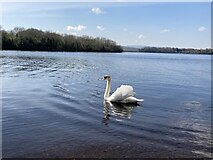 H1755 : Swan, Rossigh, Lough Erne by Kenneth  Allen