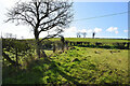 Tree and shadow, Rahony