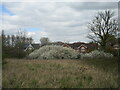 Blackthorn in flower, Upper Saxondale