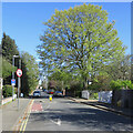 Sedley Taylor Road: spring greens