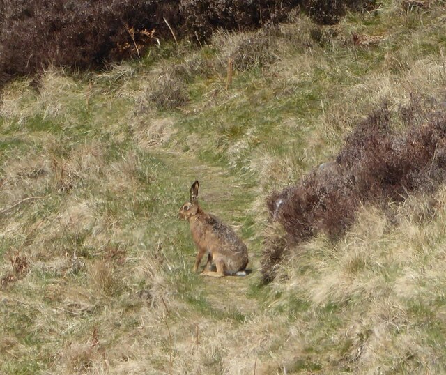 Brown Hare on path to Hawsen Crags