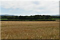 TQ5412 : Wheat field by N Chadwick