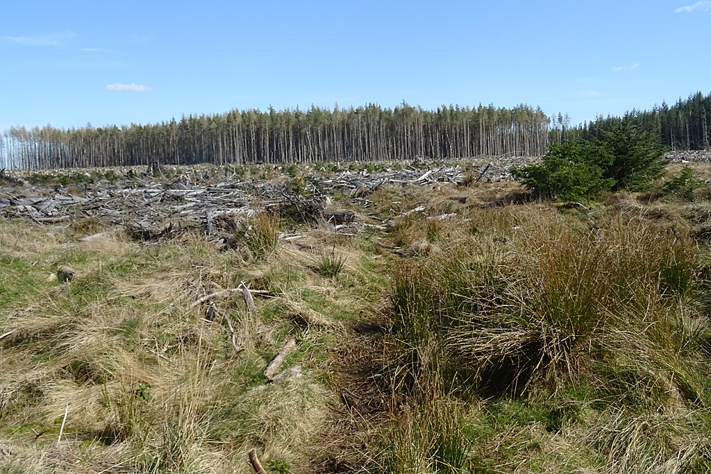 Clear Felled Forest At Shielmuir Anne Burgess Geograph Britain And   6810637 6f34532b Original 