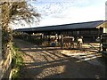 Cows and Cow shed, Pithill Farm