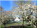 Blossom in Windmill Hill Gardens