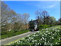 Daffodils on Windmill Hill