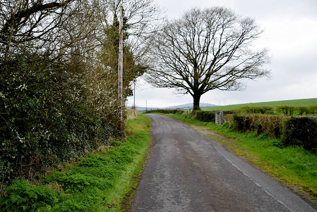 Large tree along Cashty Road © Kenneth Allen :: Geograph Ireland