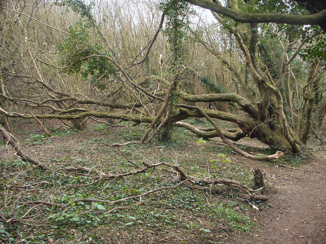 Fallen tree, Cwm y Gaer