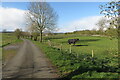 Bridleway and drive to Glebe Farm