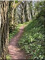 Woodland path