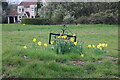 Daffodils on Roe Green