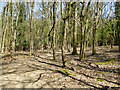 Woodland path, Tilgate Forest