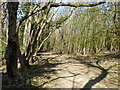 Path, Tilgate Forest