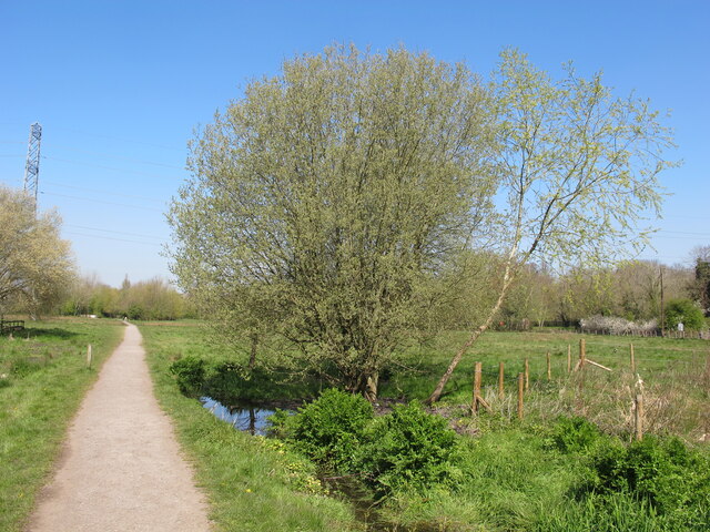 Willow, Denham Country Park