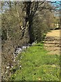 Flowers at edge of field near Ockham House