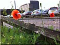 SP0786 : Poppies, Freeman Street by Alan Paxton