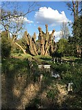 TL4557 : A severe trim - Cambridge Botanic garden by Mr Ignavy