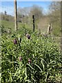 Fritillaries on bridleway by Beckford Oast