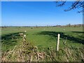 Grass fields at Old Deanham