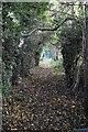 Wooded footpath