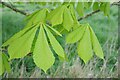 SO7742 : Horse chestnut leaves by Philip Halling