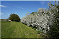 Blackthorn Blossom