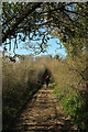 SX8155 : Green lane to Tuckenhay by Derek Harper