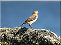 J5583 : Wheatear, Orlock by Mr Don't Waste Money Buying Geograph Images On eBay