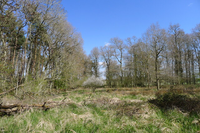 Approaching the eastern edge of Temple Wood
