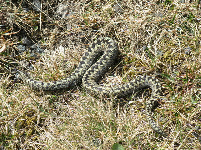 Adder © T Eyre :: Geograph Britain and Ireland