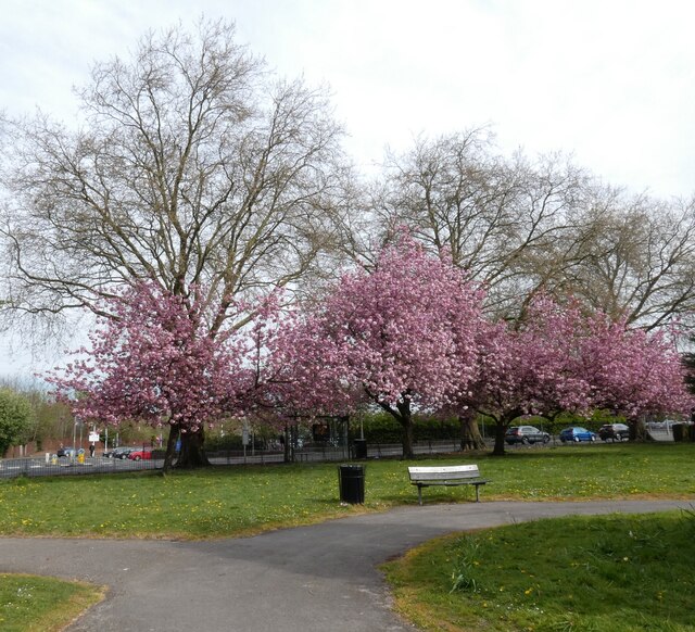 Blossom at East Didsbury