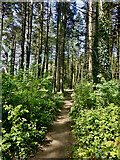J3631 : Path in Tipperary Woods by Eric Jones