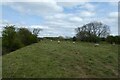 Sheep on Poppleton Ings