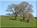 SO6751 : Oak trees by Philip Halling