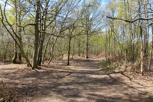 Woodland, Winterbourne © Andrew Smith cc-by-sa/2.0 :: Geograph Britain ...