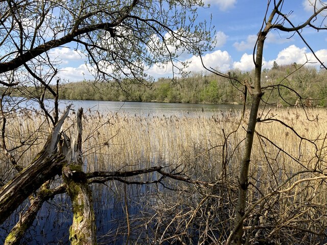 Reeds, Lough Erne