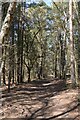 Bridleway through the woods to Frensham