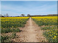 Field path near Hutton