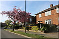 Spring blossom on Rowlands Avenue