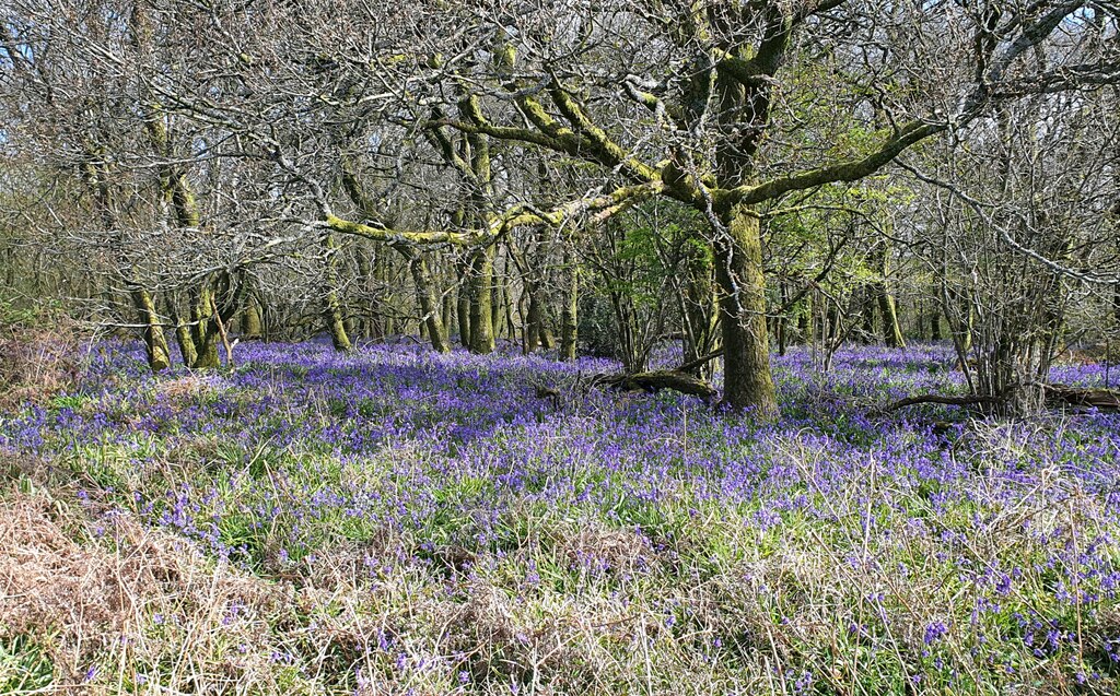 gopher-wood-wiltshire-rebecca-a-wills-geograph-britain-and-ireland