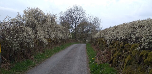 Hawthorn hedges