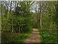 Path in Dyscarr Wood