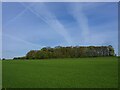 Grass field by Dog Kennels Plantation